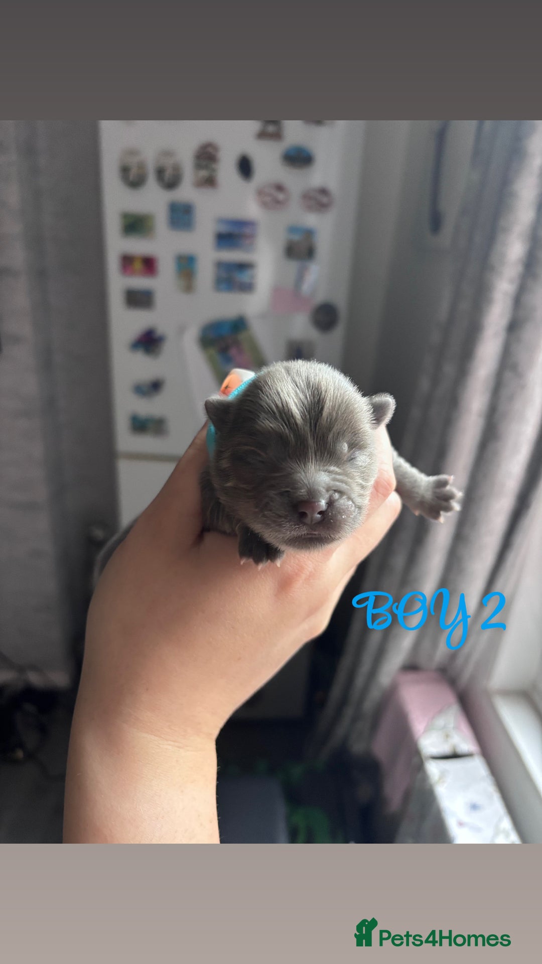 Mixed Breed dogs for sale: Chowpom puppies - Advert 10