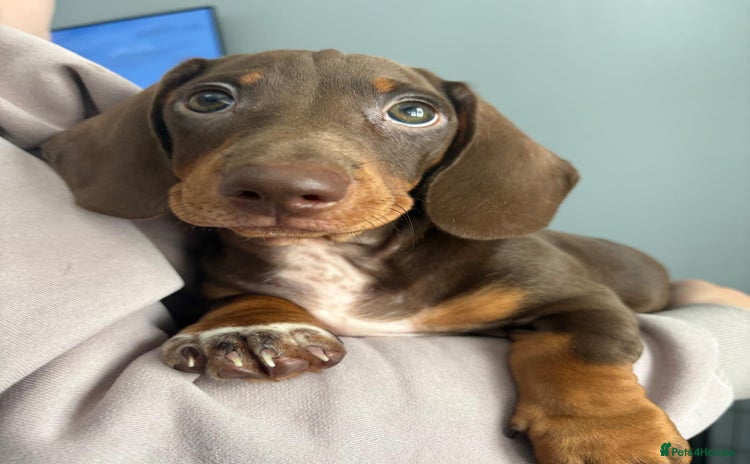 Miniature Dachshund dogs - Advert 8