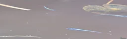 Other/Mixed Breed fish for sale: Miyuki Blue Medaka Ricefish  - Advert 5