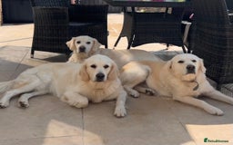 Golden Retriever dogs for sale: Champion line cream golden retriever puppies - Image 10