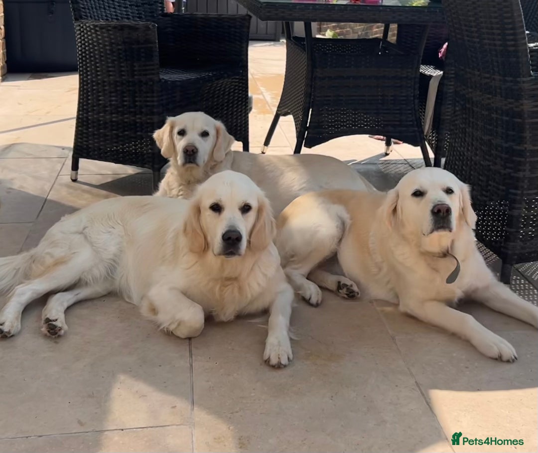 Golden Retriever dogs for sale: Champion line cream golden retriever puppies - Image 10