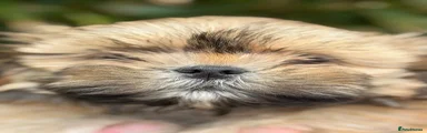 Lhasa Apso Puppy 3