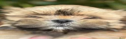Lhasa Apso dogs for sale: Gorgeous boys ready now - Advert 5