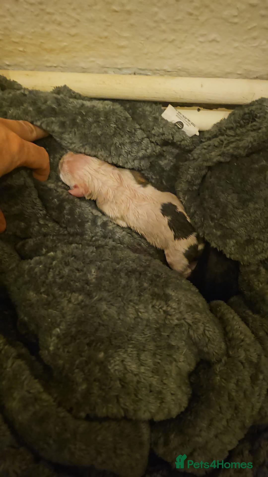 Mixed Breed dogs for sale: Confident & Well-Socialised Presa x Staffy Pups - Image 29