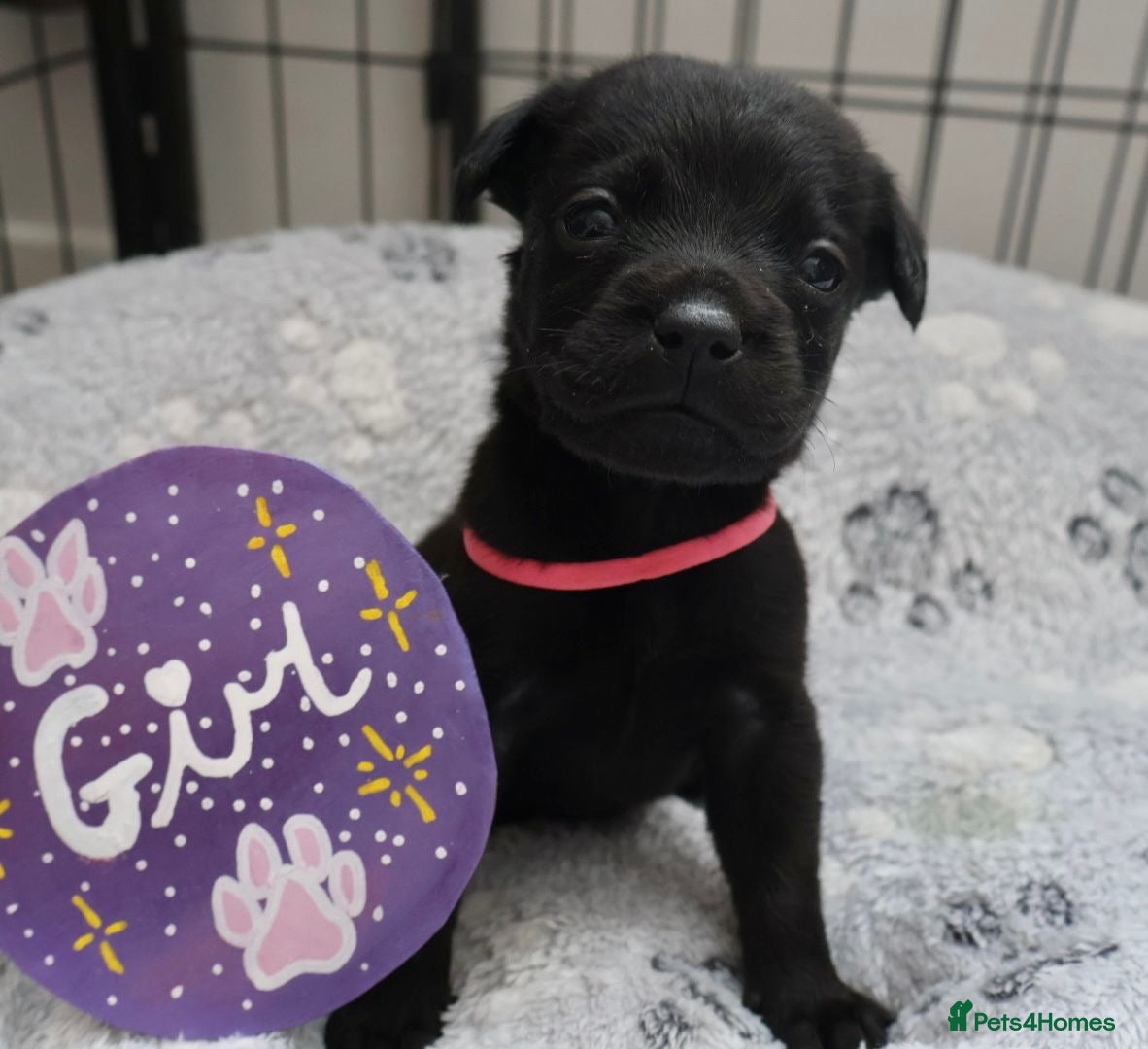 Mixed Breed dogs Labrador x Fluffy French Bulldog - Advert 6