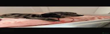 Sprocker 8