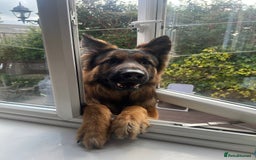 Mixed Breed dogs for sale: Rottweiler x German shepherd male puppies - Image 16