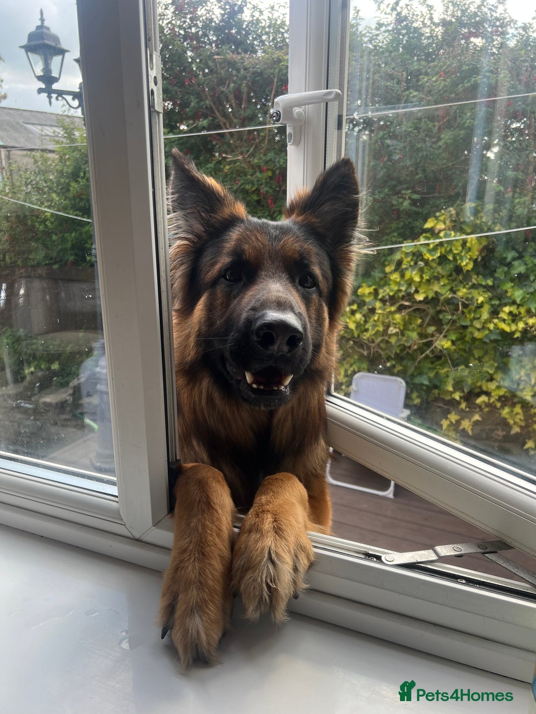 Mixed Breed dogs for sale: Rottweiler x German shepherd male puppies - Image 16