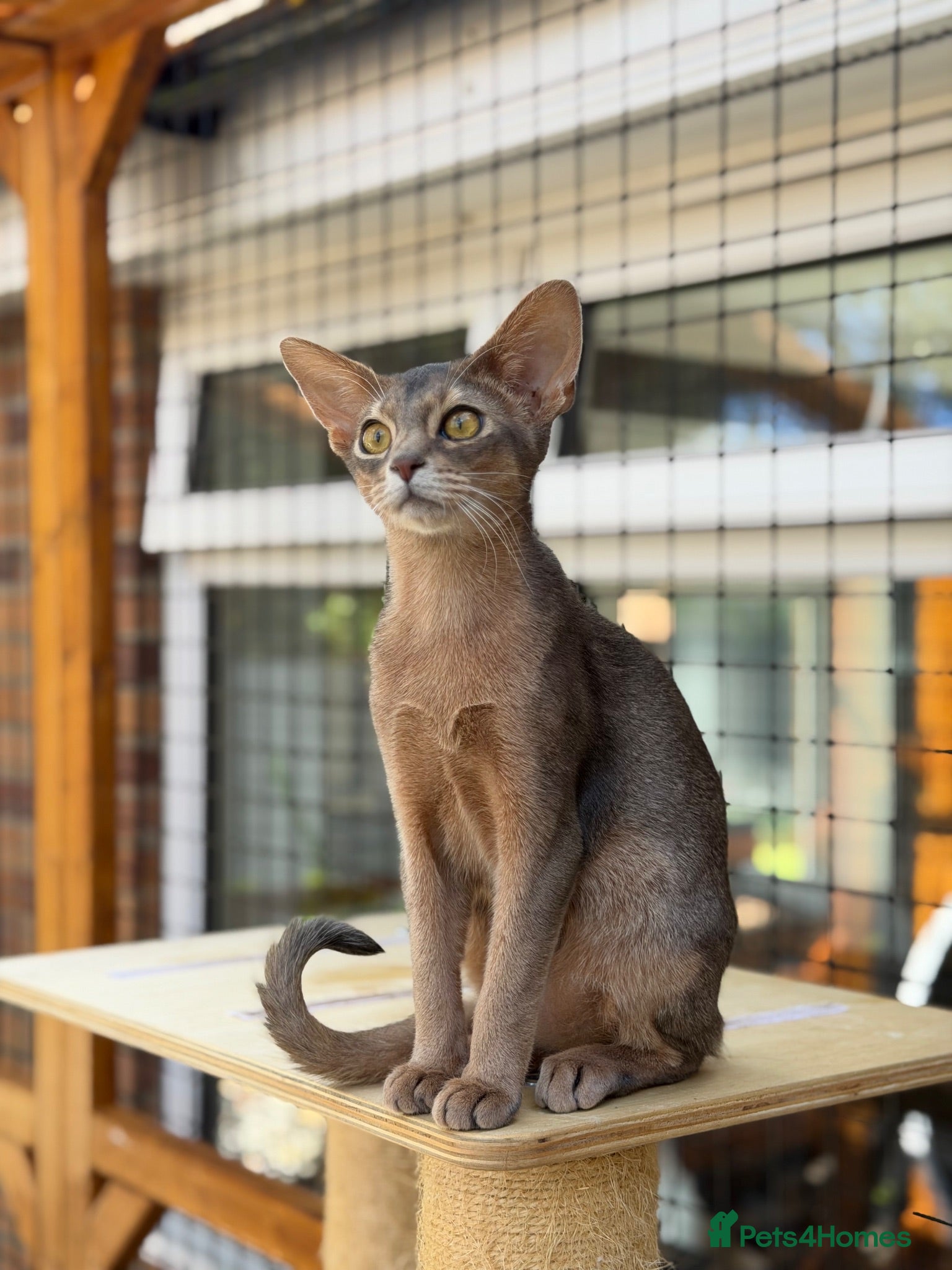 Abyssinian cats Last lovely boy😻 - Advert 14