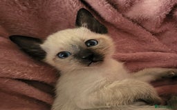 Siamese cats for sale: Old Style Siamese Kittens. Raised with love & care - Image 11
