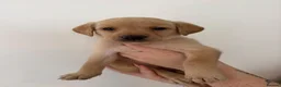 Labrador Retriever dogs for sale: *Reduced*KC Registered Labrador Puppies  - Advert 4