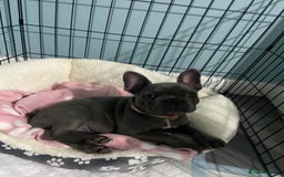 French Bulldog dogs for sale: French bulldog pup girl BLUE 13 weeks old - Image 12