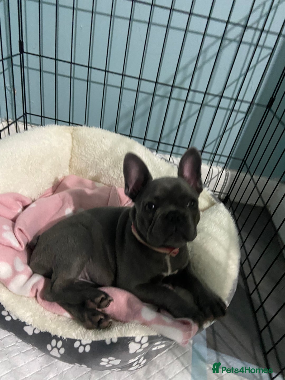 French Bulldog dogs for sale: French bulldog pup girl BLUE 13 weeks old - Image 12