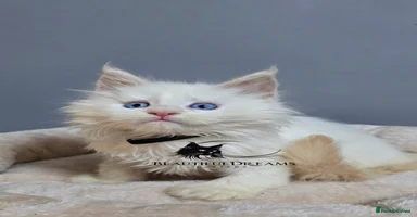 Maine Coon cats Polydactyl Kittens Maine Coon TICA - Advert 15