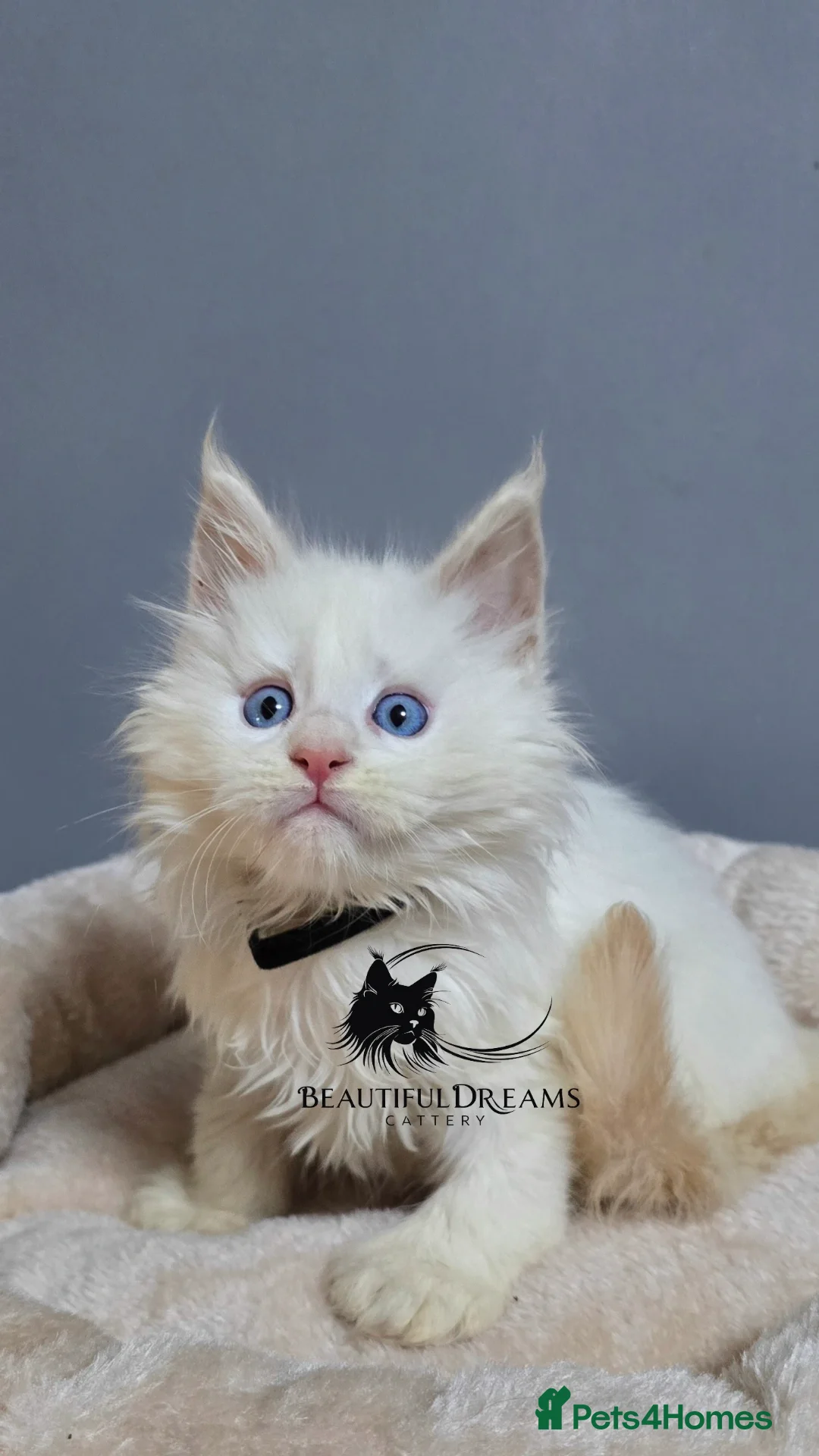 Maine Coon cats for sale: Polydactyl Kittens Maine Coon TICA - Advert 2