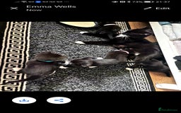 Mixed Breed cats for sale: Ready now - Image 3