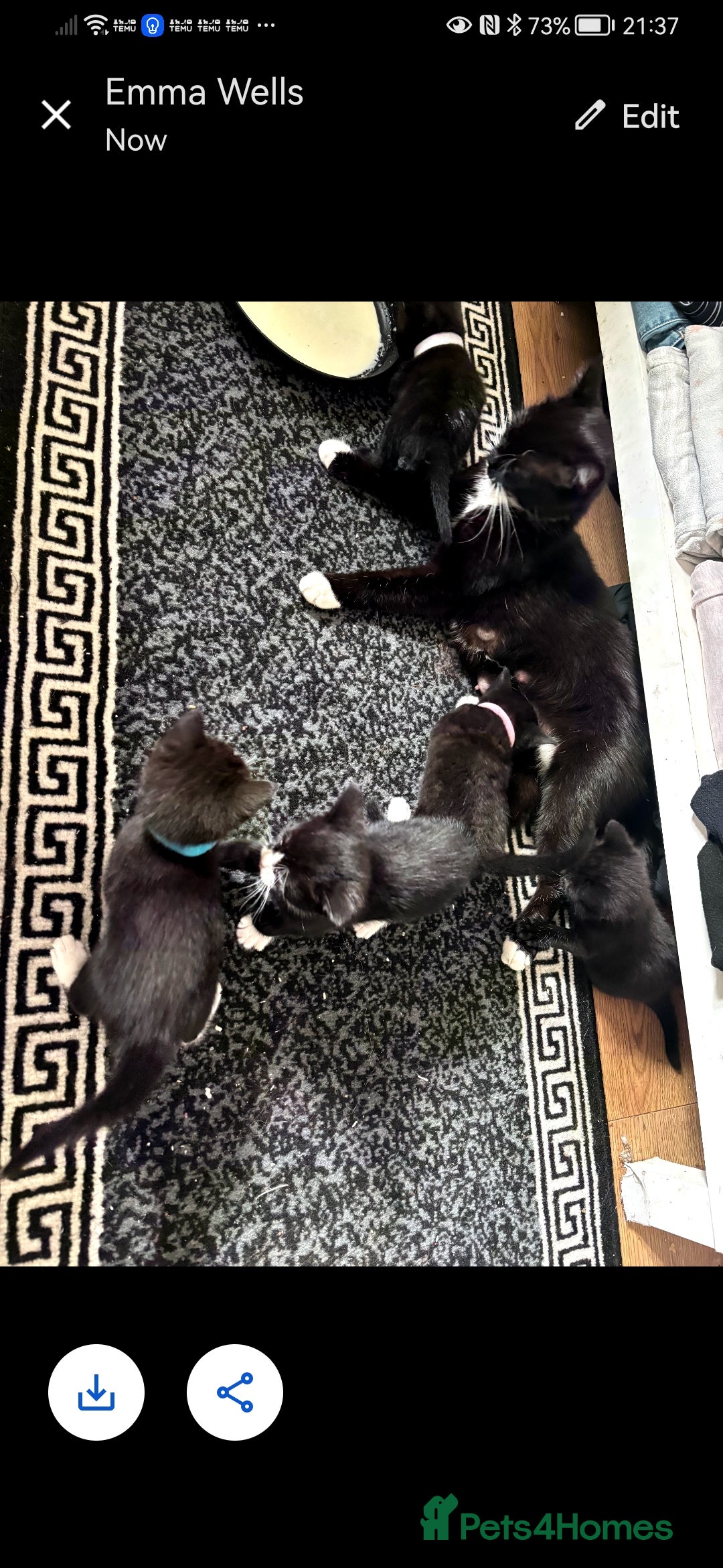 Mixed Breed cats for sale: Ready now - Image 3
