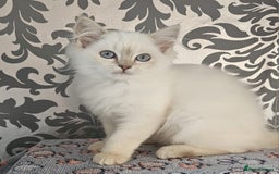Ragdoll cats for sale: Stunningggg lilac tabby - Image 1