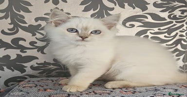 Ragdoll cats - Advert 2