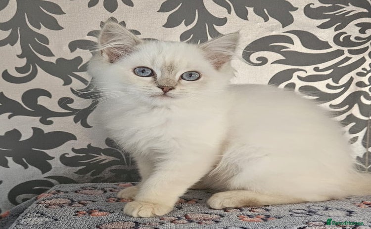Ragdoll cats - Advert 15