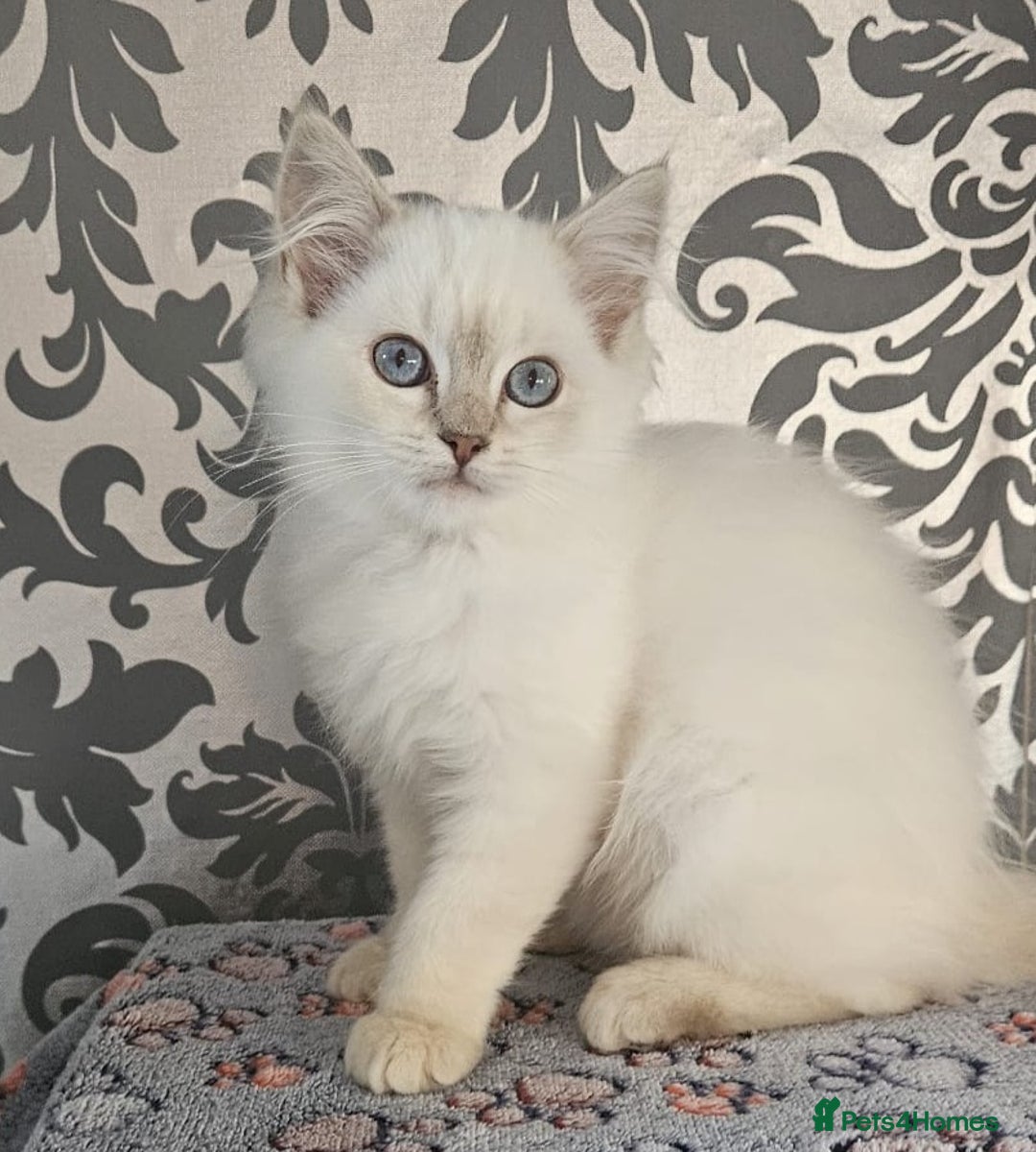 Ragdoll cats for sale: Stunningggg lilac tabby - Image 1