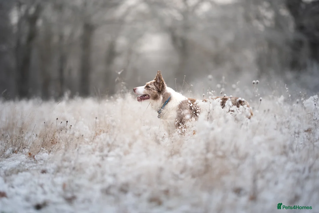 Border Collie dogs for stud: Border Collie available at stud  - Advert 5
