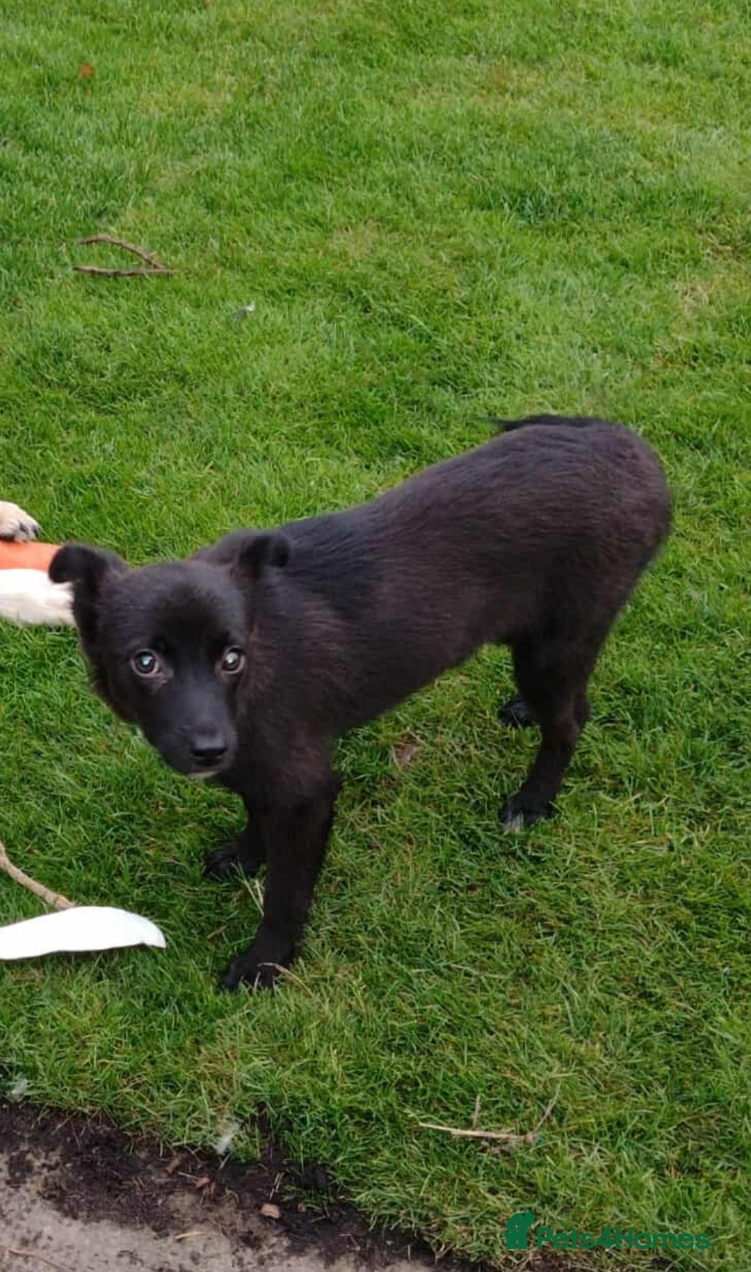 Mixed Breed dogs for adoption: 🥮Muffin🥮 for adoption, fostered in BEDS - Image 1