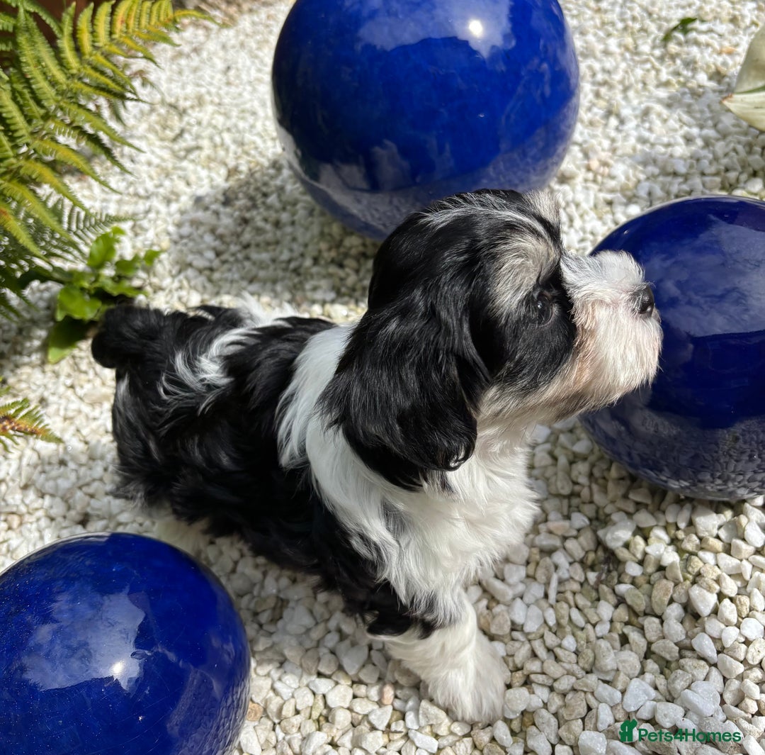Havanese dogs for sale: 3 Beautiful Havanese Pedigree Puppies - Image 13
