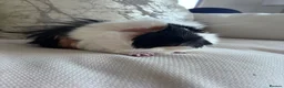 Guinea Pig rodents for sale: Gorgeous male Guinea pigs   in Telford - Advert 5
