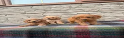 Cockapoo dogs for sale: F1 Cockapoos (council licensed breeder  - Advert 8