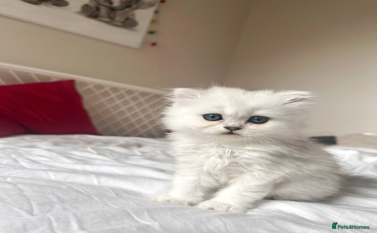 Scottish Fold cats - Advert 6