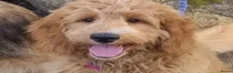 Australian Labradoodle dogs for sale: 🐶Stunning Australian Labradoodles 5⭐Breeder - Advert 13