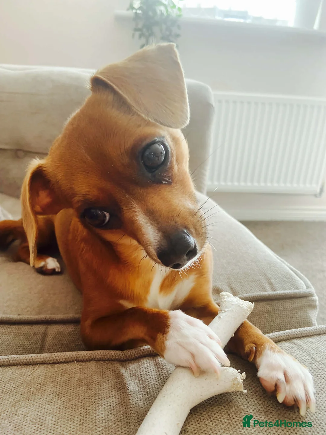 Jack Chi dogs for sale: Skye  - Advert 1