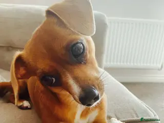 Jack Chi dogs Skye - Advert 1