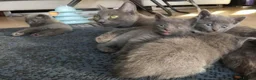 Russian Blue cats for sale: 🚻Super excited Russian👒 B kitties up to go🔵 in Orpington - Advert 8
