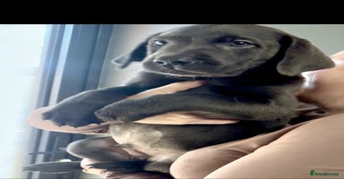 Labrador Retriever dogs - Advert 3