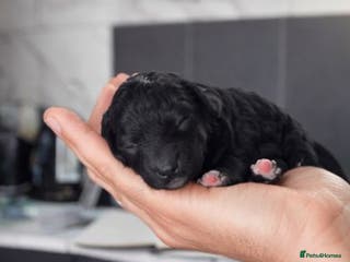 Toy Poodle dogs Beautiful toy poodle girl - Advert 3