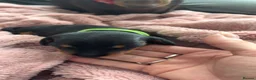 Dachshund dogs for sale: Puppies  - Advert 6