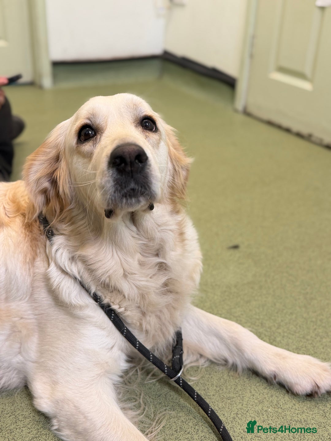 Golden Retriever dogs for sale: KC WHITE RETRIEVERS FULLY HEALTH TESTED  - Advert 7