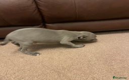 Staffordshire Bull Terrier dogs for sale: Blue Staffies For Sale - Image 12