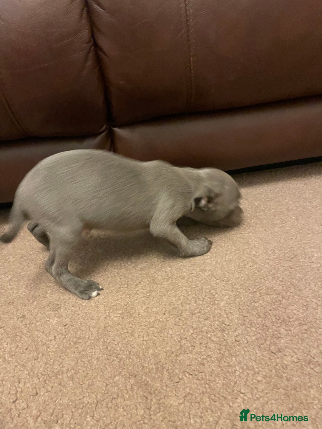 Staffordshire Bull Terrier dogs for sale: Blue Staffies For Sale - Image 12