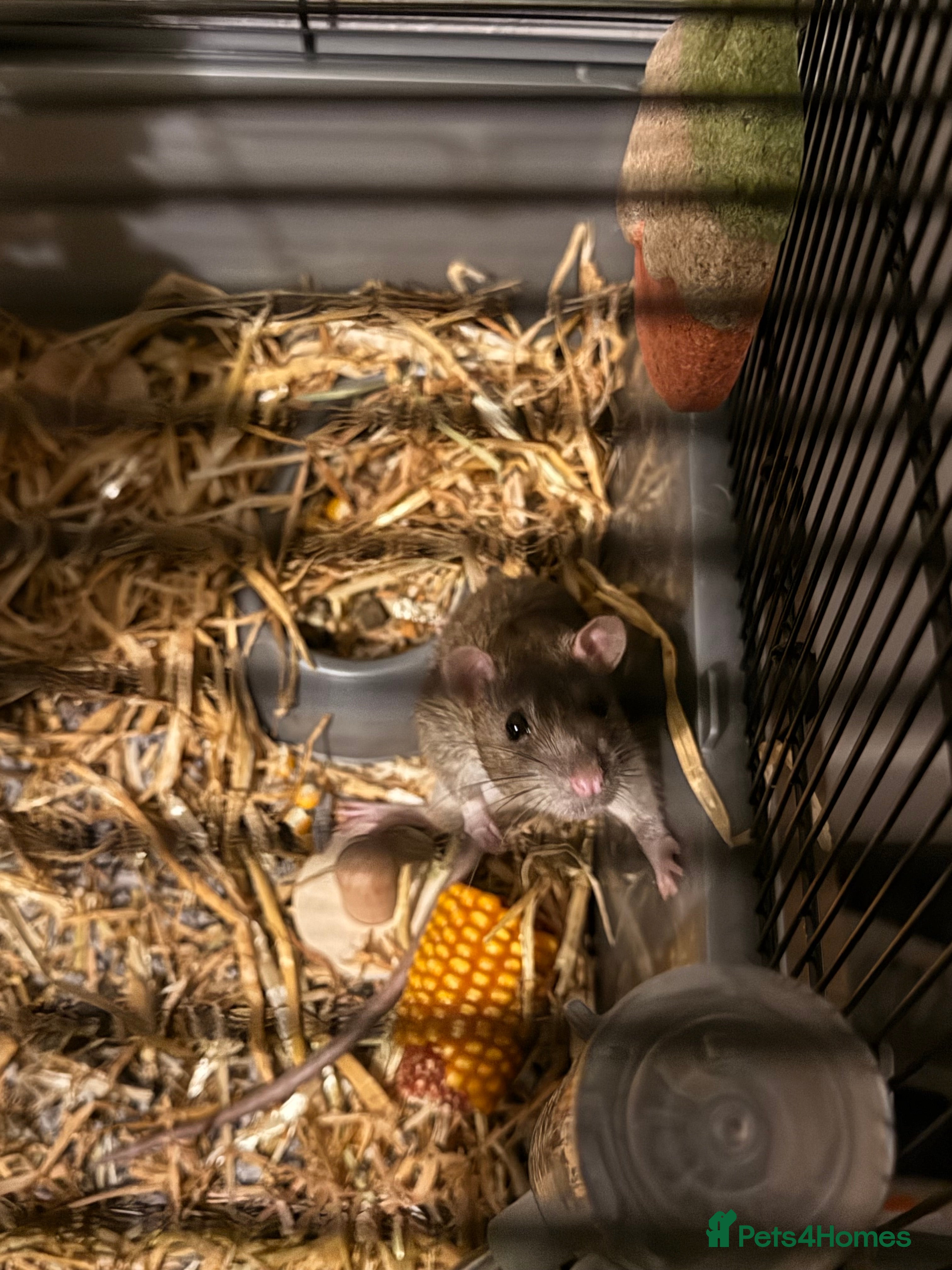 Rat rodents FREE male rat - Advert 4