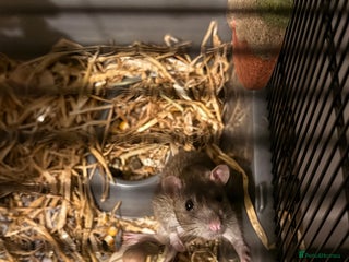 Rat rodents FREE male rat - Advert 4