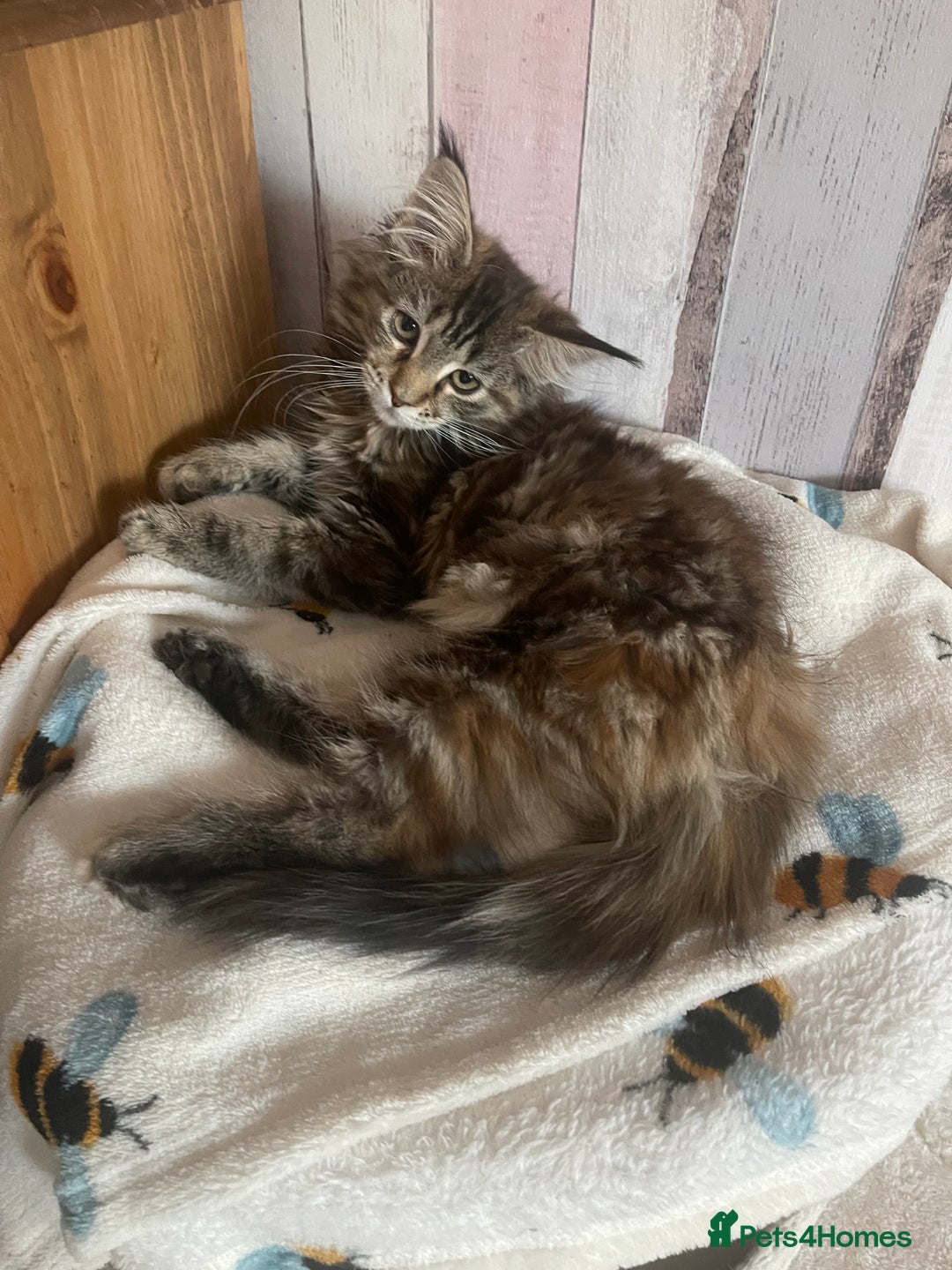 Maine Coon cats for sale: Maine coon - Advert 1