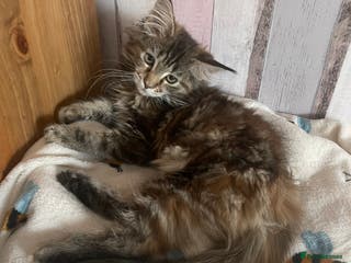 Maine Coon cats Maine coon - Advert 10