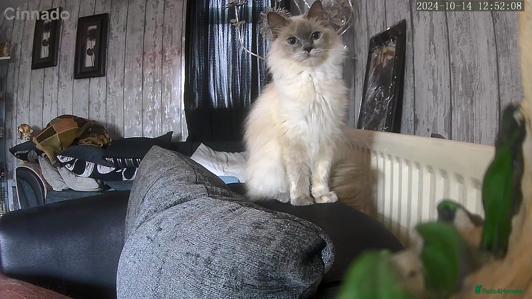 Ragdoll cats for sale: Ragdoll kittens  - Image 33