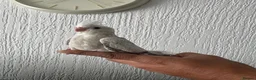 Cockatiels birds for sale: Hand tame cockatiels  in Dunstable - Advert 2