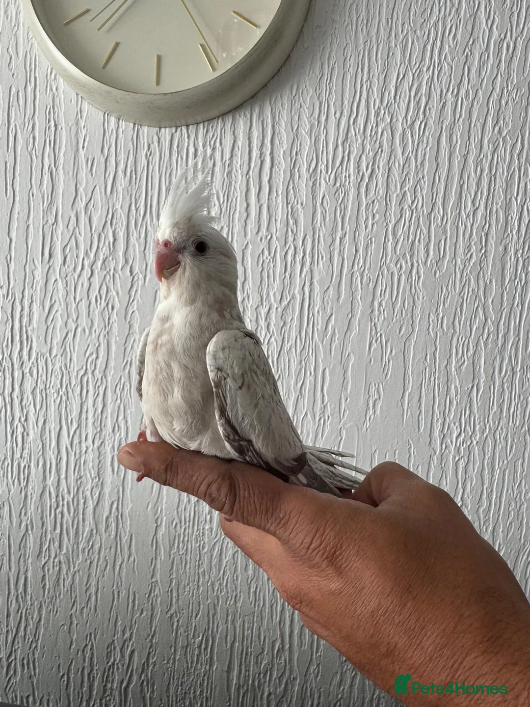 Cockatiels birds for sale: Hand tame cockatiels  in Dunstable - Advert 2
