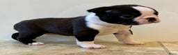 Boston Terrier dogs for sale: Boston Terriers for sale - Advert 5