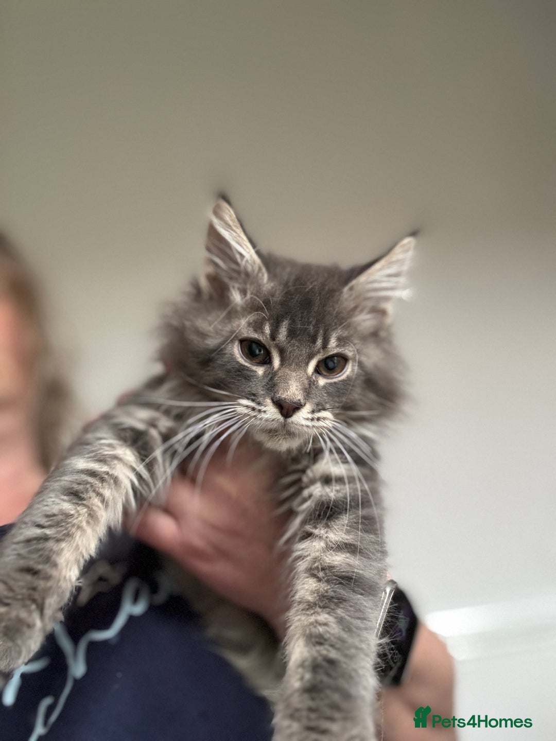 Maine Coon cats for sale: Ready NOW! TICA splendid Maine Coon - Image 22